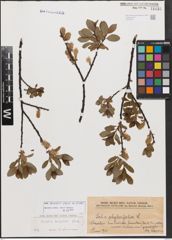 Salix bicolor Ehrh. ex Willd.